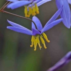 Stypandra glauca (Nodding Blue Lily) at Dryandra St Woodland - 29 Sep 2020 by ConBoekel