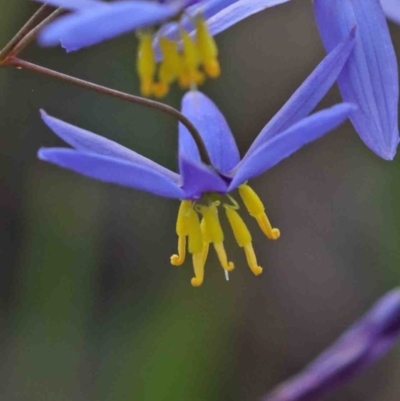 Stypandra glauca (Nodding Blue Lily) at Dryandra St Woodland - 29 Sep 2020 by ConBoekel