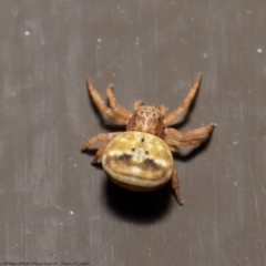 Bomis larvata (Miniature Crab Spider) at ANBG - 29 Sep 2020 by Roger