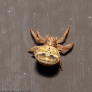 Bomis larvata at Acton, ACT - 29 Sep 2020