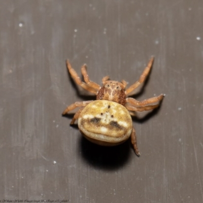 Bomis larvata (Miniature Crab Spider) at Acton, ACT - 29 Sep 2020 by Roger