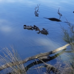 Chenonetta jubata (Australian Wood Duck) at Lake Ginninderra - 28 Sep 2020 by AllanS