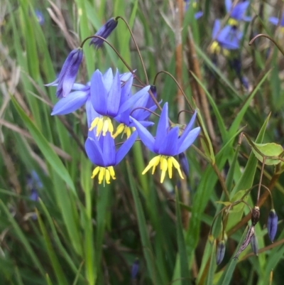 Stypandra glauca (Nodding Blue Lily) at Bruce, ACT - 29 Sep 2020 by goyenjudy