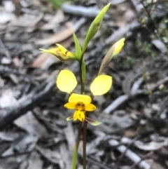 Diuris nigromontana (Black Mountain Leopard Orchid) at Gossan Hill - 29 Sep 2020 by goyenjudy