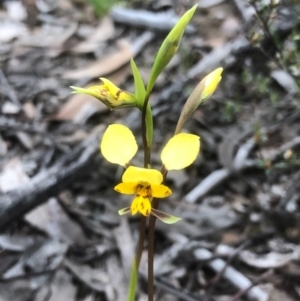 Diuris nigromontana at Bruce, ACT - suppressed