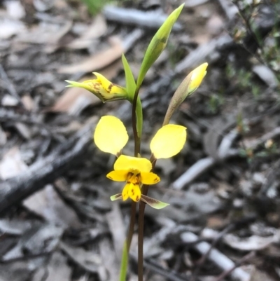 Diuris nigromontana (Black Mountain Leopard Orchid) at Gossan Hill - 29 Sep 2020 by goyenjudy
