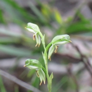 Bunochilus montanus (ACT) = Pterostylis jonesii (NSW) at Paddys River, ACT - 30 Sep 2020