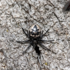 Euryopis splendens (Splendid tick spider) at Fraser, ACT - 30 Sep 2020 by Roger