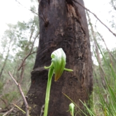 Pterostylis nutans (Nodding Greenhood) at Paddys River, ACT - 30 Sep 2020 by SandraH