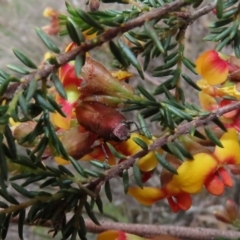 Melobasis propinqua (Propinqua jewel beetle) at Tuggeranong Hill - 30 Sep 2020 by Owen