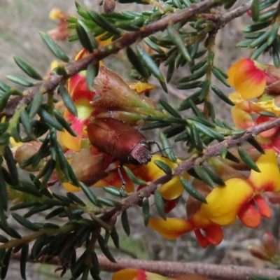 Melobasis propinqua (Propinqua jewel beetle) at Tuggeranong Hill - 30 Sep 2020 by Owen