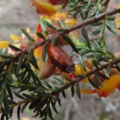 Melobasis propinqua at Theodore, ACT - 30 Sep 2020 10:40 AM