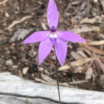 Glossodia major (Wax Lip Orchid) at Gossan Hill - 29 Sep 2020 by goyenjudy