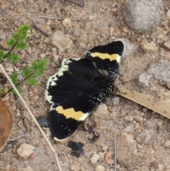 Eutrichopidia latinus (Yellow-banded Day-moth) at Tuggeranong Hill - 30 Sep 2020 by Owen