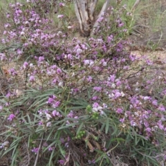 Glycine clandestina (Twining Glycine) at Theodore, ACT - 30 Sep 2020 by owenh