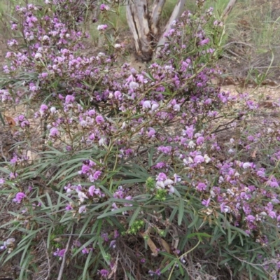 Glycine clandestina (Twining Glycine) at Theodore, ACT - 30 Sep 2020 by Owen