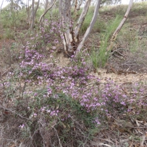 Glycine clandestina at Theodore, ACT - 30 Sep 2020 10:43 AM