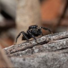 Jotus auripes (Jumping spider) at Fraser, ACT - 30 Sep 2020 by Roger