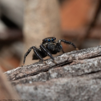 Jotus auripes (Jumping spider) at Fraser, ACT - 29 Sep 2020 by Roger