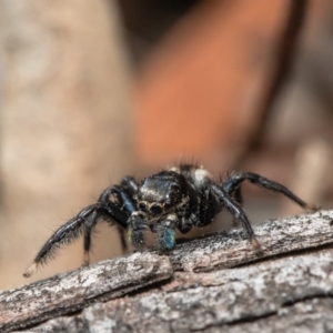 Jotus auripes at Fraser, ACT - 30 Sep 2020 09:53 AM