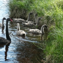 Cygnus atratus (Black Swan) at Amaroo, ACT - 27 Sep 2020 by TrishGungahlin