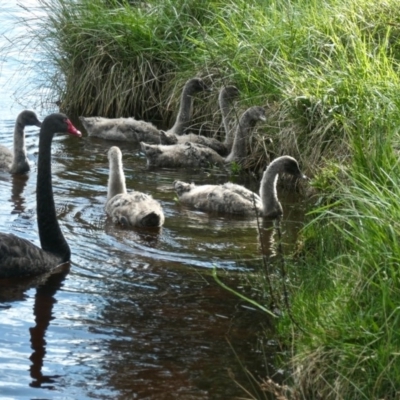 Cygnus atratus (Black Swan) at Yerrabi Pond - 27 Sep 2020 by TrishGungahlin