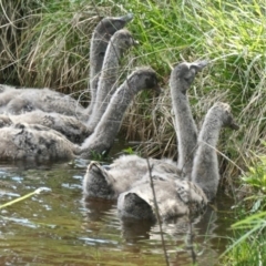 Cygnus atratus (Black Swan) at Forde, ACT - 27 Sep 2020 by TrishGungahlin