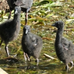 Porphyrio melanotus (Australasian Swamphen) at Yerrabi Pond - 30 Sep 2020 by TrishGungahlin