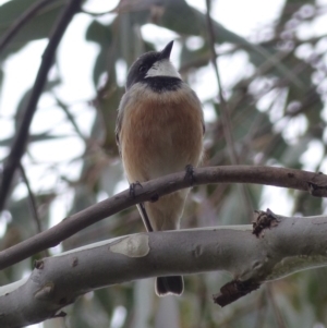 Pachycephala rufiventris at Black Range, NSW - 30 Sep 2020