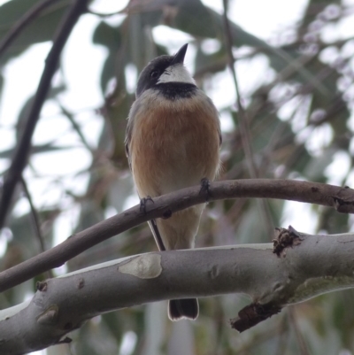 Pachycephala rufiventris (Rufous Whistler) at Black Range, NSW - 30 Sep 2020 by MatthewHiggins