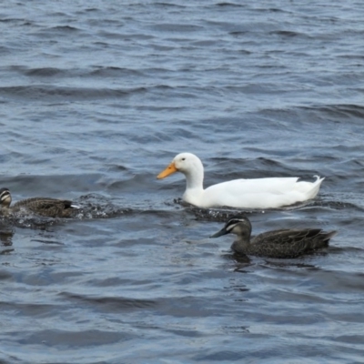 Anas platyrhynchos (Mallard (Domestic Type)) at Yerrabi Pond - 30 Sep 2020 by TrishGungahlin