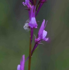 Linaria pelisseriana (Pelisser's Toadflax) at Dryandra St Woodland - 29 Sep 2020 by ConBoekel