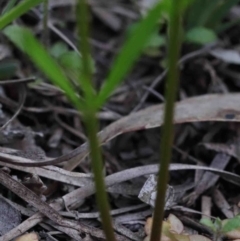 Linaria pelisseriana at O'Connor, ACT - 29 Sep 2020