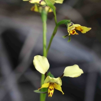 Diuris nigromontana (Black Mountain Leopard Orchid) at Dryandra St Woodland - 29 Sep 2020 by ConBoekel