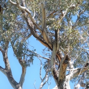 Callocephalon fimbriatum at Hughes, ACT - 28 Sep 2020