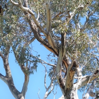 Callocephalon fimbriatum (Gang-gang Cockatoo) at Hughes Grassy Woodland - 28 Sep 2020 by JackyF