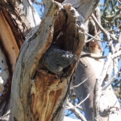 Callocephalon fimbriatum at Hughes, ACT - suppressed