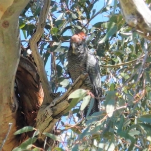 Callocephalon fimbriatum at Hughes, ACT - 28 Sep 2020