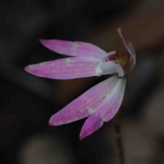 Caladenia fuscata (Dusky Fingers) at O'Connor, ACT - 29 Sep 2020 by ConBoekel