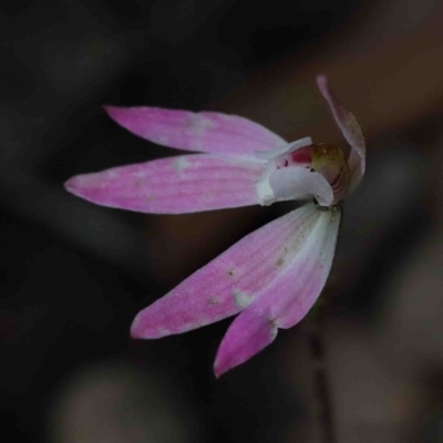 Caladenia fuscata (Dusky Fingers) at O'Connor, ACT - 29 Sep 2020 by ConBoekel