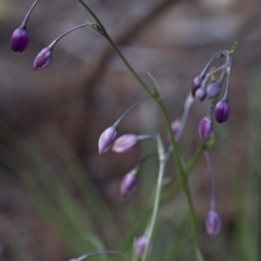 Arthropodium (genus) (A Lily) at Paddys River, ACT - 30 Sep 2020 by JudithRoach