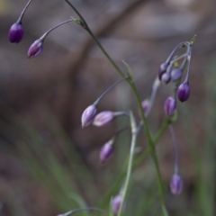 Arthropodium sp. (A Lily) at Bullen Range - 29 Sep 2020 by JudithRoach