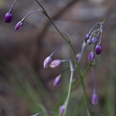 Arthropodium sp. (A Lily) at Bullen Range - 29 Sep 2020 by JudithRoach