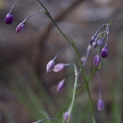 Arthropodium sp. (A Lily) at Paddys River, ACT - 29 Sep 2020 by JudithRoach