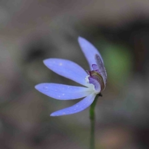 Cyanicula caerulea at O'Connor, ACT - 29 Sep 2020