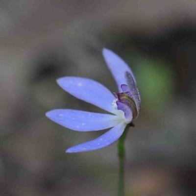 Cyanicula caerulea (Blue Fingers, Blue Fairies) at O'Connor, ACT - 29 Sep 2020 by ConBoekel