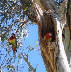 Platycercus eximius (Eastern Rosella) at Hughes Grassy Woodland - 28 Sep 2020 by JackyF