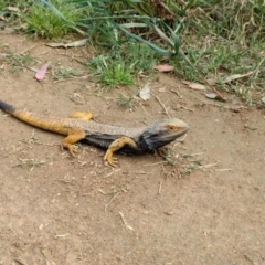 Pogona barbata (Eastern Bearded Dragon) at Cooleman Ridge - 24 Sep 2020 by BarrieR