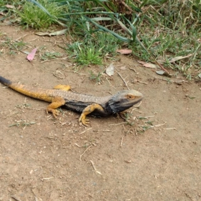 Pogona barbata (Eastern Bearded Dragon) at Cooleman Ridge - 24 Sep 2020 by BarrieR