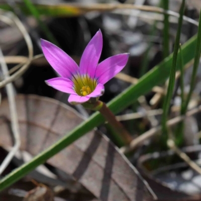 Romulea rosea var. australis (Onion Grass) at Acton, ACT - 29 Sep 2020 by ConBoekel